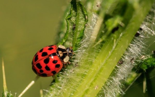 独学で大学受験生物を完成 おすすめの参考書と活用法とは 子どものための教育支援情報サイト スタディメンター